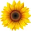 61LoMtrK5UL.__AC_SY300_SX300_QL70_FMwebp_.webp